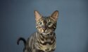 striped cat with green eyes