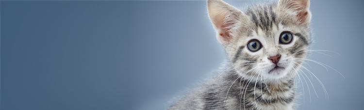 purina-institute-nrm-banner