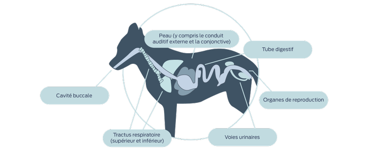 L'étude des microbiomes non intestinaux chez les chiens et les chats a pris du retard sur celle des microbiomes humains, alors qu'elle présente des possibilités supplémentaires d'influer sur la santé de l'hôte.