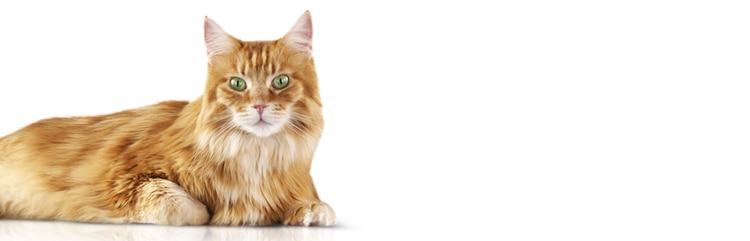 Découvrez Tigger, un chat sénior atteint de polyurie, polydipsie et periurie.