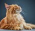 yellow cat