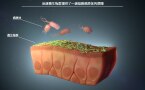 肠道微生物群提供对抗病原体的屏障