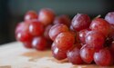 Toxic Foods for Dogs and Cats