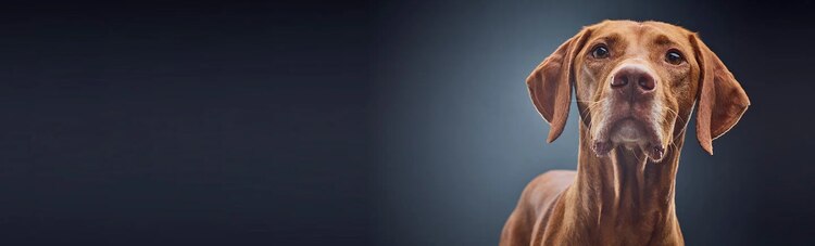 ricerca purina