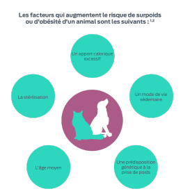 Les facteurs qui augmentent la probabilité qu'un animal de compagnie se retrouve en surpoids ou obèse sont les suivants<sup>1,2</sup> : Âge, stérilisation, apport calorique excessif, sédentarité, prédisposition génétique à la prise de poids.