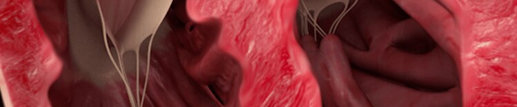 anatomical heart