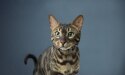 gatto a strisce con occhi verdi