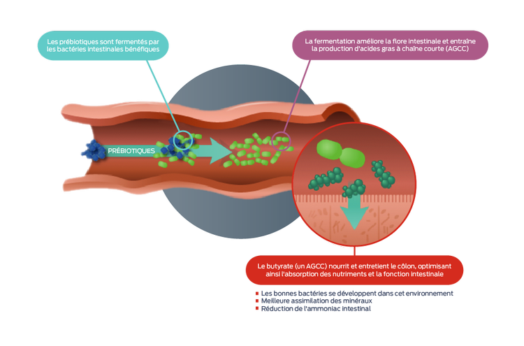 icône prébiotiques et probiotiques