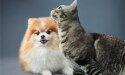 dog looking at the camera and a cat