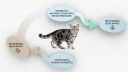 probiotici-gatto