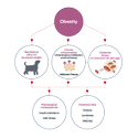 Obesity. Mechanical effect of excessive weight. Chronic inflammation, inflammatory mediators and hormones, adipose tissue. Oxidative stress, accelerated cell damage. Physiological consequence: insulin resistance, joint stress. Potential risks: disease, lameness, diabetes.