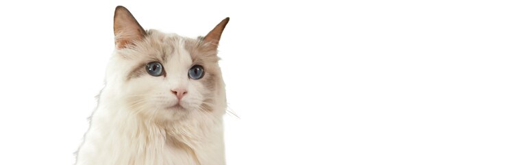 Nous vous présentons Autumn, un chat adulte anorexique