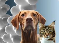 Gatto e cane