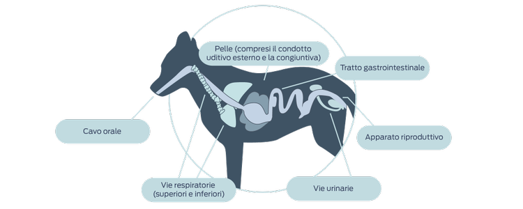 Lo studio dei microbiomi non intestinali nei cani e nei gatti non ha ancora raggiunto il livello della ricerca sull'essere umano, offrendo ulteriori opportunità per influenzare la salute dell'ospite.