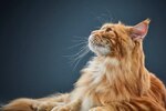 yellow cat with long hair