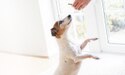 white and brown dog standing up for a treat