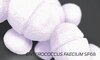 enteroccoccus faecium sf68