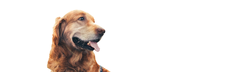 un golden retriever âgé en bonne santé