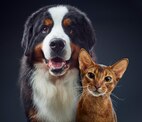 Hund und Katze sitzen nebeneinander und schauen in die Kamera