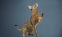 cat looking up with paw in the air