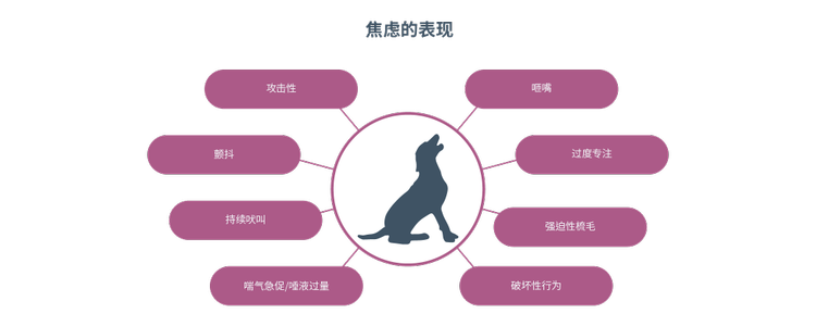 焦虑的体征攻击颤抖持续吠叫喘气急促/唾液过量咂嘴过度专注强迫性梳毛破坏性行为