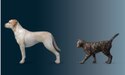 Healthy Body Condition Score - Dog and cat