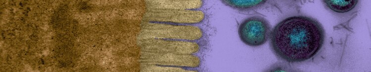Microvilosidades Banner