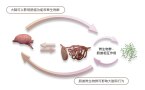肠脑轴
