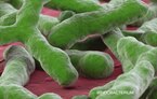 bifidobacterium