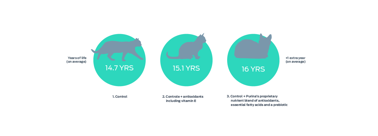 cat years of life graphic