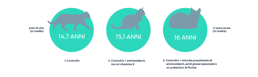 Una scala di anni di vita felina, da media a +1 anno in più (in media), con 3 punti sulla scala. 1. Controllo - 14,7 anni. 2. Controllo + antiossidanti compresa la vitamina E - 15,1 anni. 3. Controllo + miscela di nutrienti di proprietà di Purina di antiossidanti, acidi grassi essenziali e un probiotico - 16 anni.