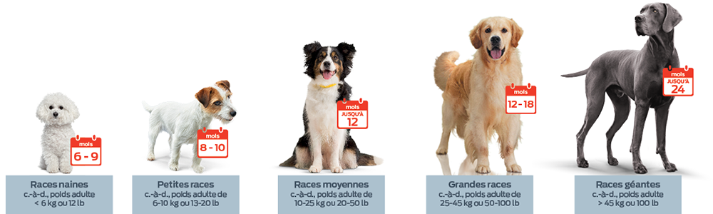 6 à 9 mois, races naines (c'est-à-dire poids adulte <6 kg ou 12 lbs). 8 à 10 mois, Petites races (poids de l'adulte de 6 à 10 kg ou 13 à 20 lbs). Jusqu'à 12 mois, races moyennes (c'est-à-dire poids adulte de 10 à 25 kg ou 20 à 50 lbs). De 12 à 18 mois pour les grandes races (poids adulte de 25 à 45 kg ou 50 à 100 lbs). Jusqu'à 24 mois, races géantes (c'est-à-dire poids adulte de >45 kg ou 100 lbs). 