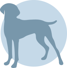 graphique de masse corporelle maigre et de protéines pour chien